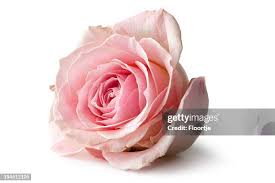Image result for FOTO ROSA
