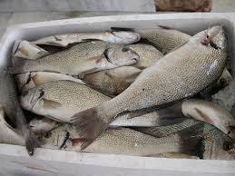 Image result for Umbrina cirrosa