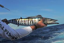 Image result for Acanthocybium solandri