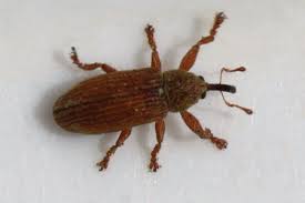 Attēlu rezultāti vaicājumam “Brachonyx pineti”