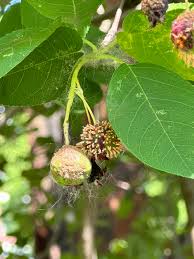 Attēlu rezultāti vaicājumam “Amelanchier spicata fruit”