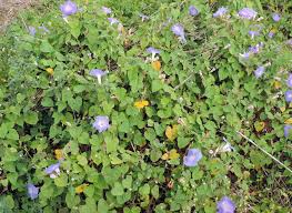 Image result for Ipomoea purpurea