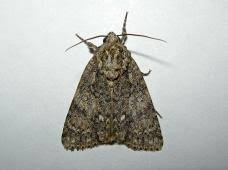 Attēlu rezultāti vaicājumam “Craniophora ligustri”