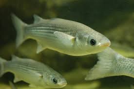 Image result for Chelon labrosus