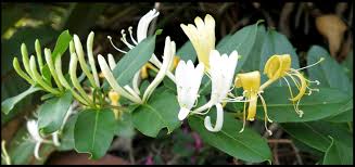 Attēlu rezultāti vaicājumam “Caprifoliaceae”