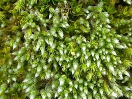 Attēlu rezultāti vaicājumam “Bryum neodamense”