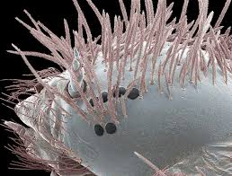 Attēlu rezultāti vaicājumam “Anthrenus sp. larva”