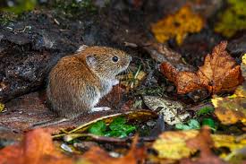 Attēlu rezultāti vaicājumam “Myodes glareolus”