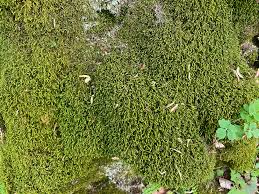 Attēlu rezultāti vaicājumam “Anomodon attenuatus”