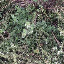 Image result for Satureja hortensis