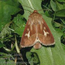 Attēlu rezultāti vaicājumam “Cerapteryx graminis”