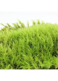 Attēlu rezultāti vaicājumam “| Dicranum”