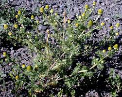 Attēlu rezultāti vaicājumam “Matricaria discoidea flower”