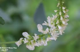 Attēlu rezultāti vaicājumam “Melilotus albus flower”