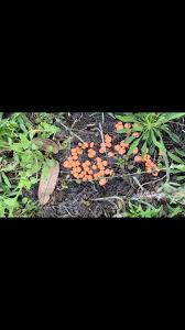 Attēlu rezultāti vaicājumam “Lycogala miserum sessile”