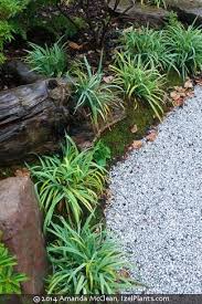 Attēlu rezultāti vaicājumam “Symphytocarpus flaccidus macro”