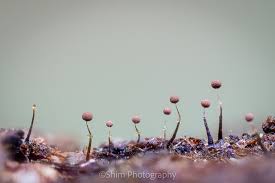 Attēlu rezultāti vaicājumam “Clastoderma debaryanum”