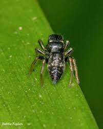Attēlu rezultāti vaicājumam “Heliophanus sp.”