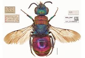 Attēlu rezultāti vaicājumam “Chrysididae”
