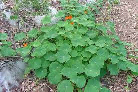 Image result for Tropaeolum majes