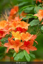 Attēlu rezultāti vaicājumam “Rhododendron calendulaceum flower”