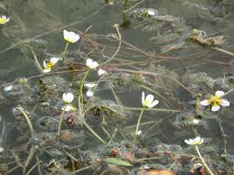 Attēlu rezultāti vaicājumam “Batrachium circinatum”