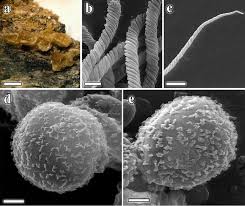 Attēlu rezultāti vaicājumam “Trichia crateriformis”