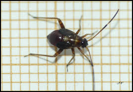 Attēlu rezultāti vaicājumam “Adelphocoris seticornis”