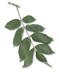 Attēlu rezultāti vaicājumam “Fraxinus pennsylvanica leaf”