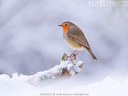 Attēlu rezultāti vaicājumam “Erithacus rubecula”