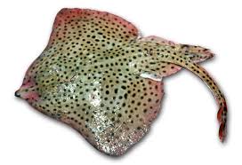 Image result for Raja montagui