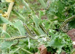 Attēlu rezultāti vaicājumam “Pieris brassicae underside”