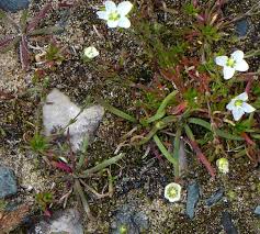 Attēlu rezultāti vaicājumam “Sagina nodosa leaf”