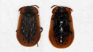 Attēlu rezultāti vaicājumam “Leiodidae larva”