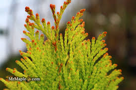 Attēlu rezultāti vaicājumam “Thuja plicata flower”