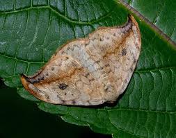 Attēlu rezultāti vaicājumam “Drepana falcataria”