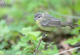 Image result for Vireo philadelphicus