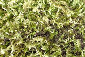 Attēlu rezultāti vaicājumam “Homalothecium sericeum”