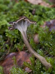 Attēlu rezultāti vaicājumam “Pseudocraterellus sinuosus”