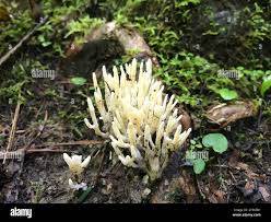 Attēlu rezultāti vaicājumam “Tremellodendropsis tuberosa”