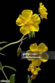 Attēlu rezultāti vaicājumam “Helianthemum nummularium flower”