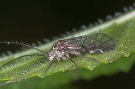 Attēlu rezultāti vaicājumam “Psococerastis gibbosa”