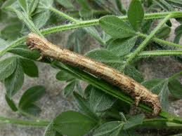 Attēlu rezultāti vaicājumam “Crocallis elinguaria larva”