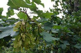 Attēlu rezultāti vaicājumam “Acer pseudoplatanus fo. purpurascens flower”