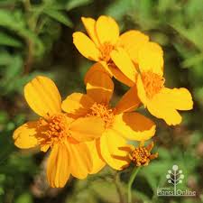 Attēlu rezultāti vaicājumam “Tagetes”