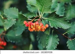 Attēlu rezultāti vaicājumam “Sorbus intermedia fruit”