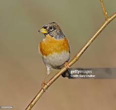 Attēlu rezultāti vaicājumam “Fringilla montifringilla male”