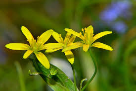 Attēlu rezultāti vaicājumam “Gagea lutea”