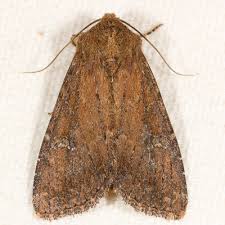 Attēlu rezultāti vaicājumam “Noctuidae”