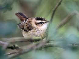 Attēlu rezultāti vaicājumam “Acrocephalus schoenobaenus”